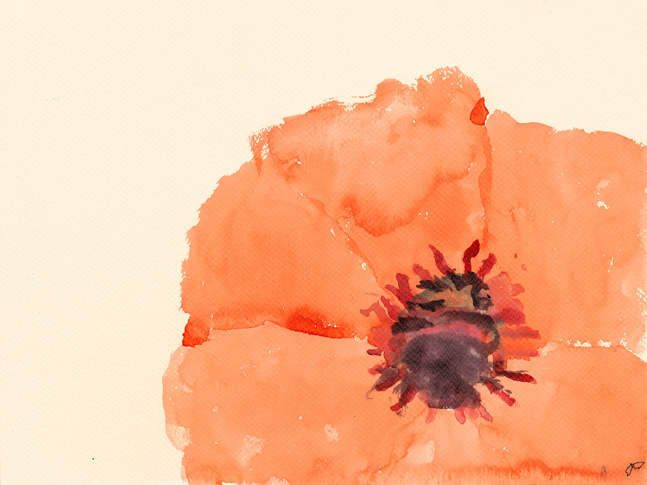 Watercolor of red poppy by Pedro Dailey